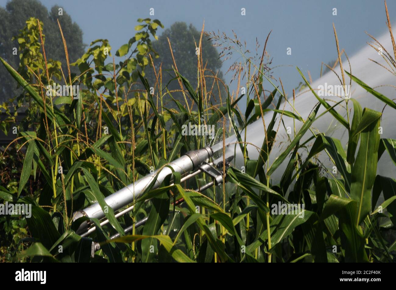 Sistema di irrigazione in un campo di mais Foto Stock