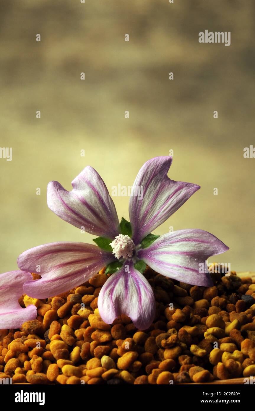 Polline granulare con fiore di mallow Foto Stock