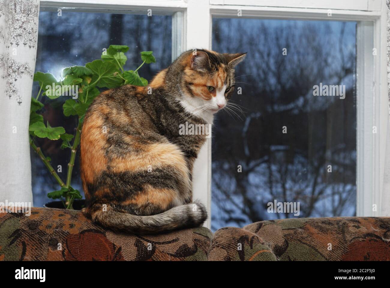 gatto seduto sul retro del divano Foto Stock