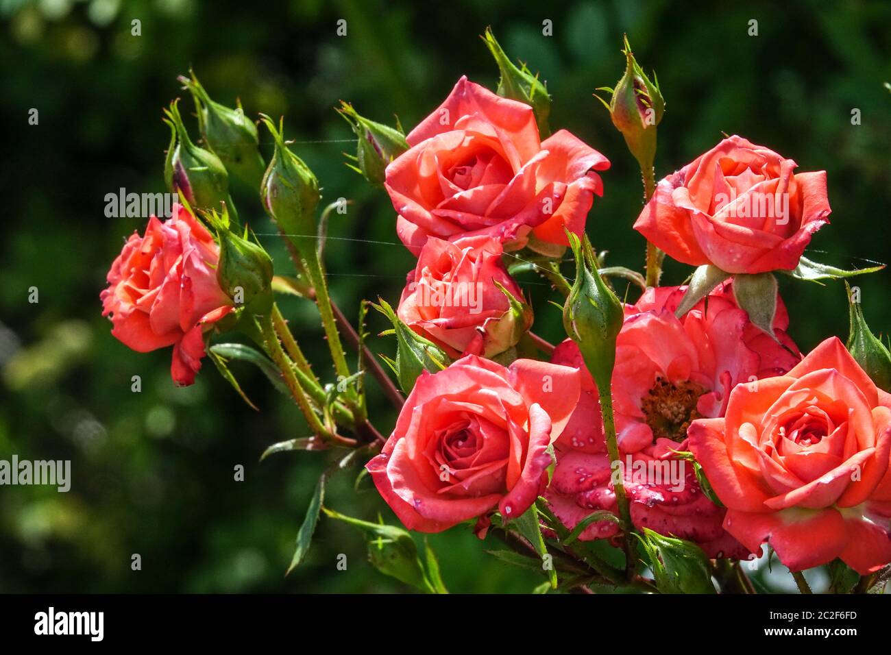 Miniaturizzata Rose Rosa "Saint Valentine" Foto Stock