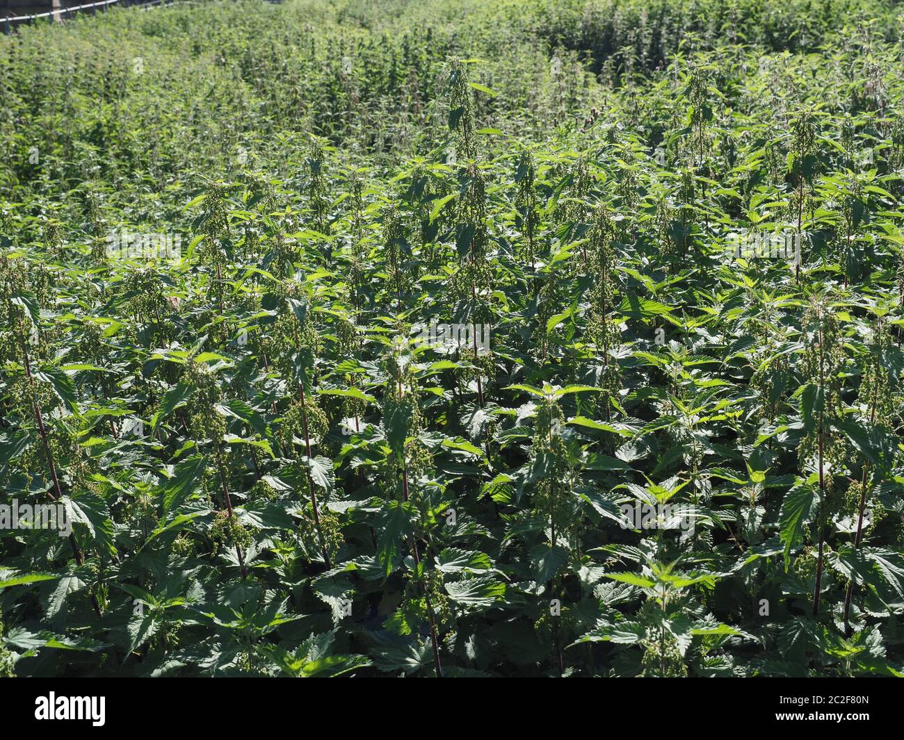 Ortica (Urtica dioica) aka ortica pianta utile come uno sfondo Foto Stock