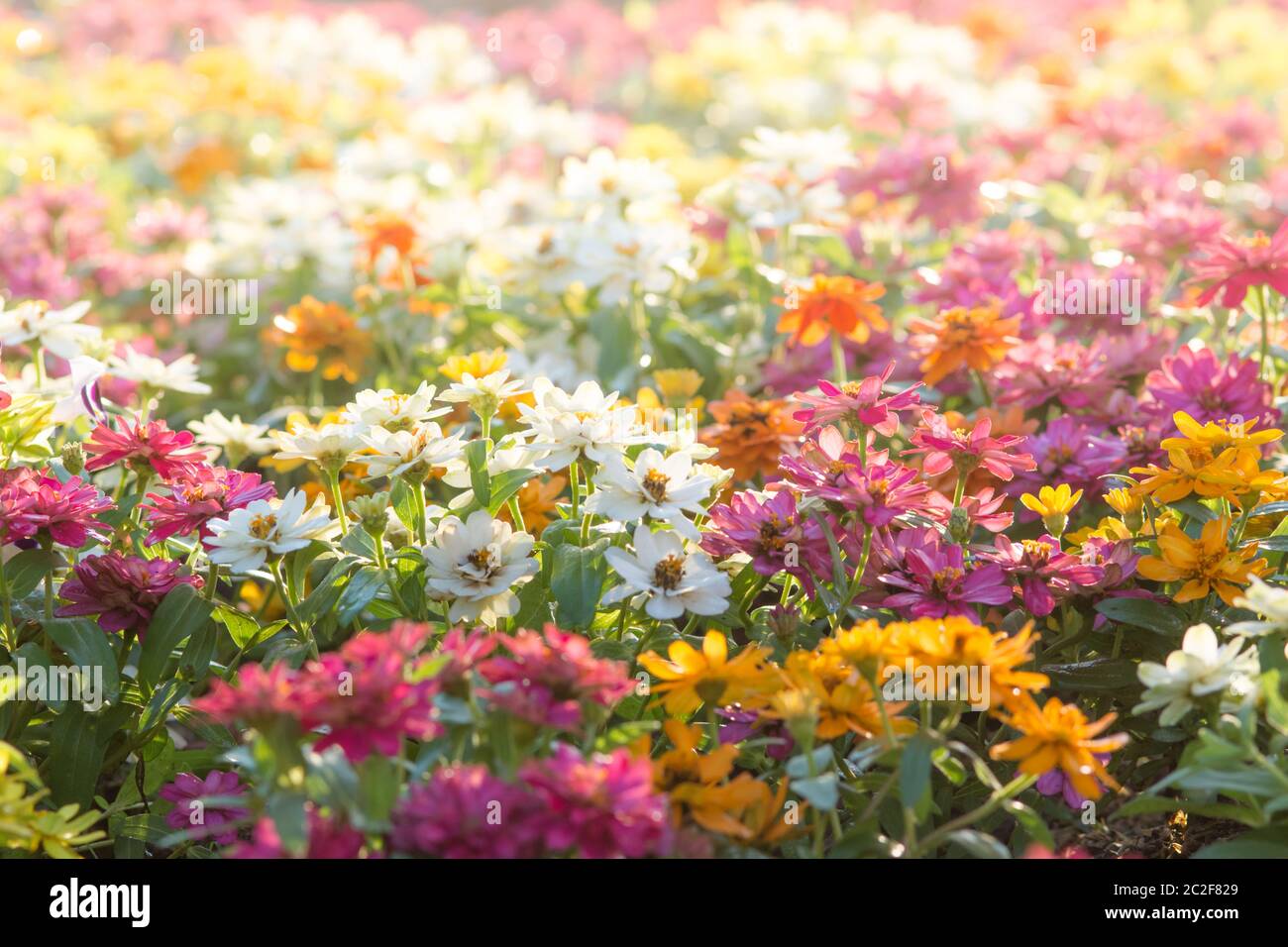 Morbido, messa a fuoco selettiva di zinnia, fiore sfocato per lo sfondo, piante colorate Foto Stock