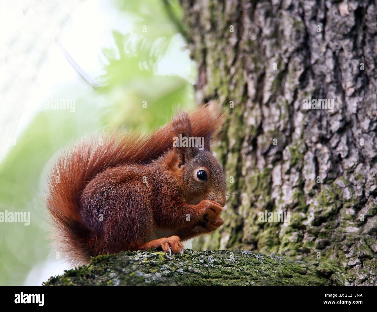 Giovane acorno bruno rossastro Sciurus vulgaris Foto Stock