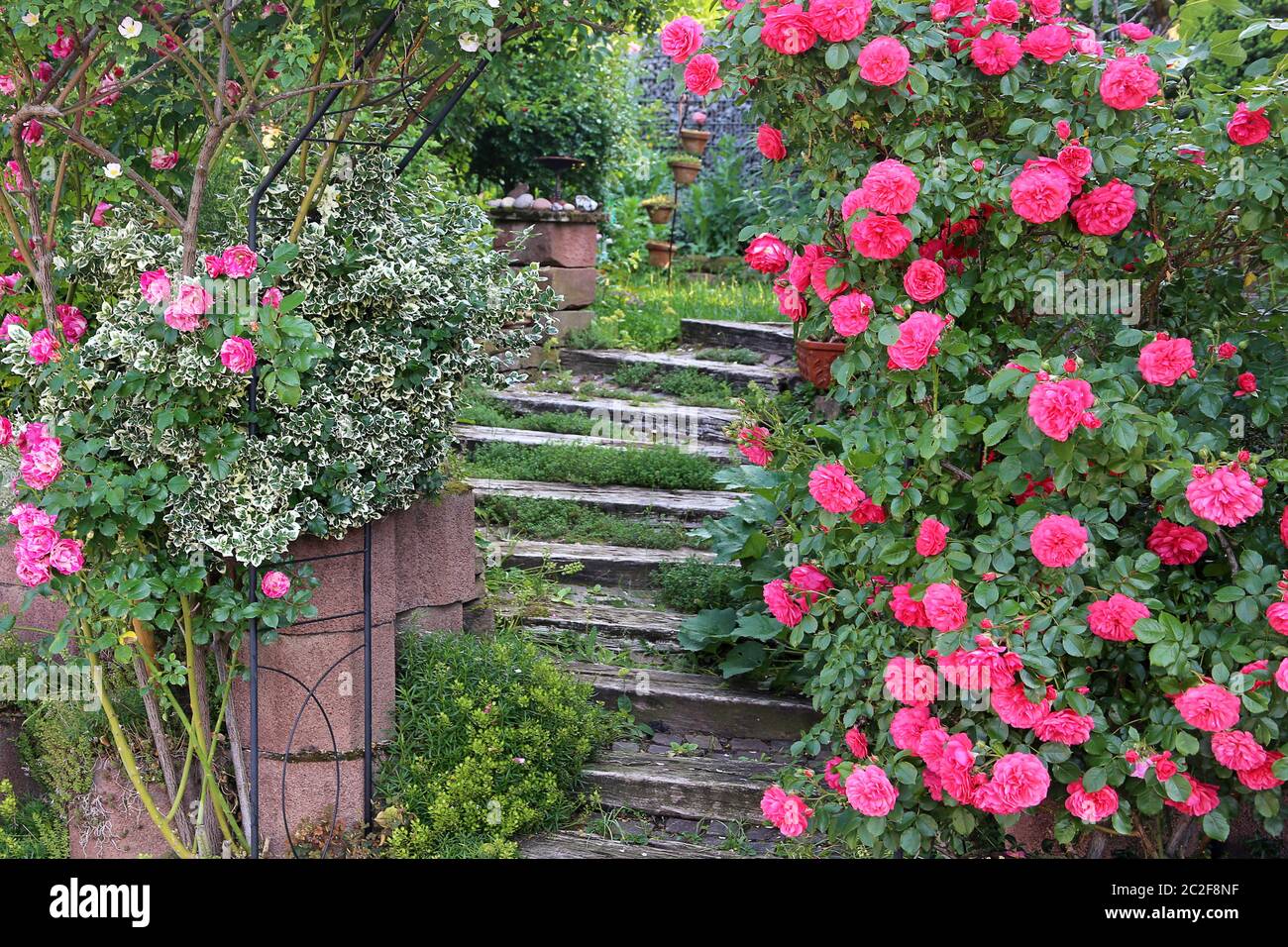 Scala con rose per il giardino naturale Foto Stock