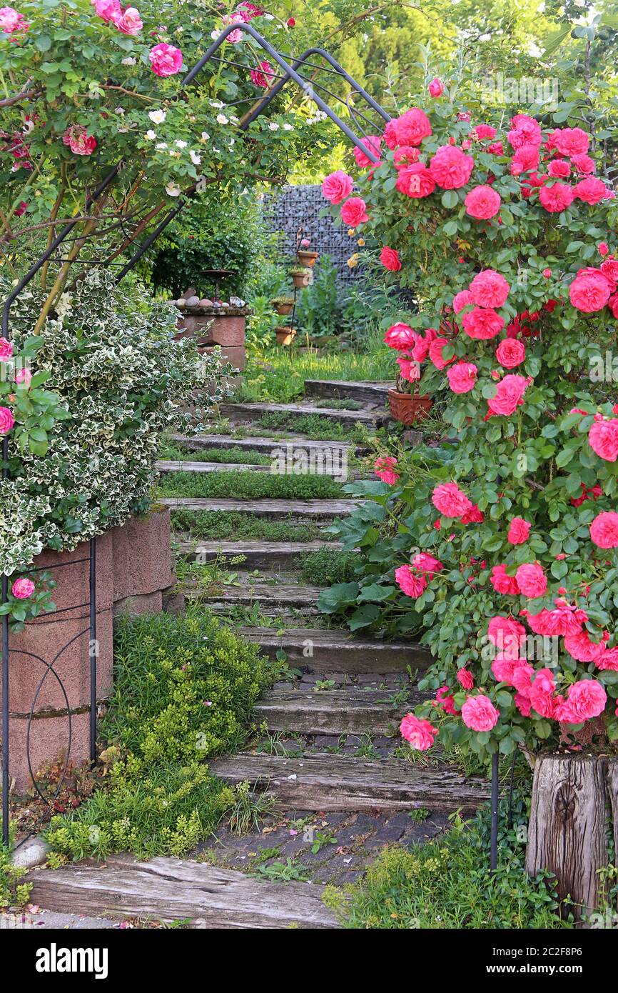 Scala nel giardino naturale con rose Foto Stock
