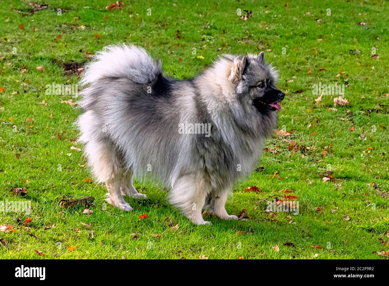 Keeshond è un cane di medie dimensioni con un morbido cappotto a due strati di argento e pelliccia nera con una ruff e una coda arricciata Foto Stock