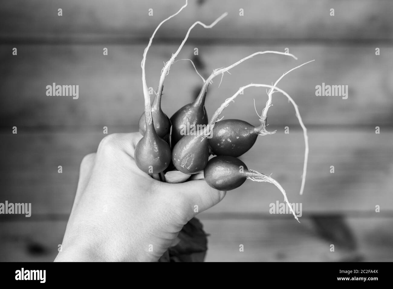 Ravanello in mano. Verdure rosse con foglie verdi su sfondo di un muro di legno. Foto Stock