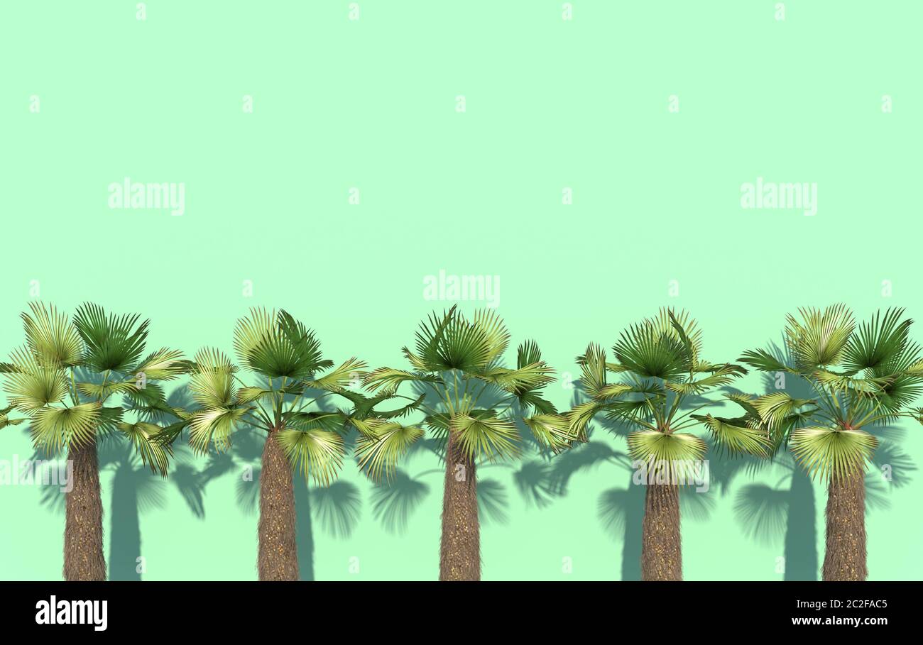 Palme verdi si trovano in fila su uno sfondo turchese luminoso con spazio per la copia. Illustrazione concettuale creativa. Rendering 3D. Foto Stock