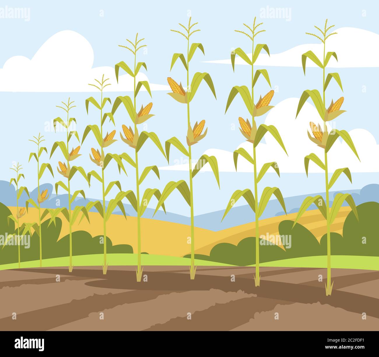 Illustrazione del vettore semi-piatto per la raccolta della caduta di mais. Produzione locale di alimenti freschi. Fila di pianta crescente con verdure ecologiche mature. Colline agricole auto 2D Illustrazione Vettoriale