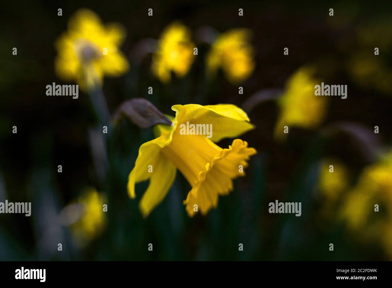 LB00162-00....WASHINGTON - immagine Lensbaby di un daffodil giallo. Foto Stock