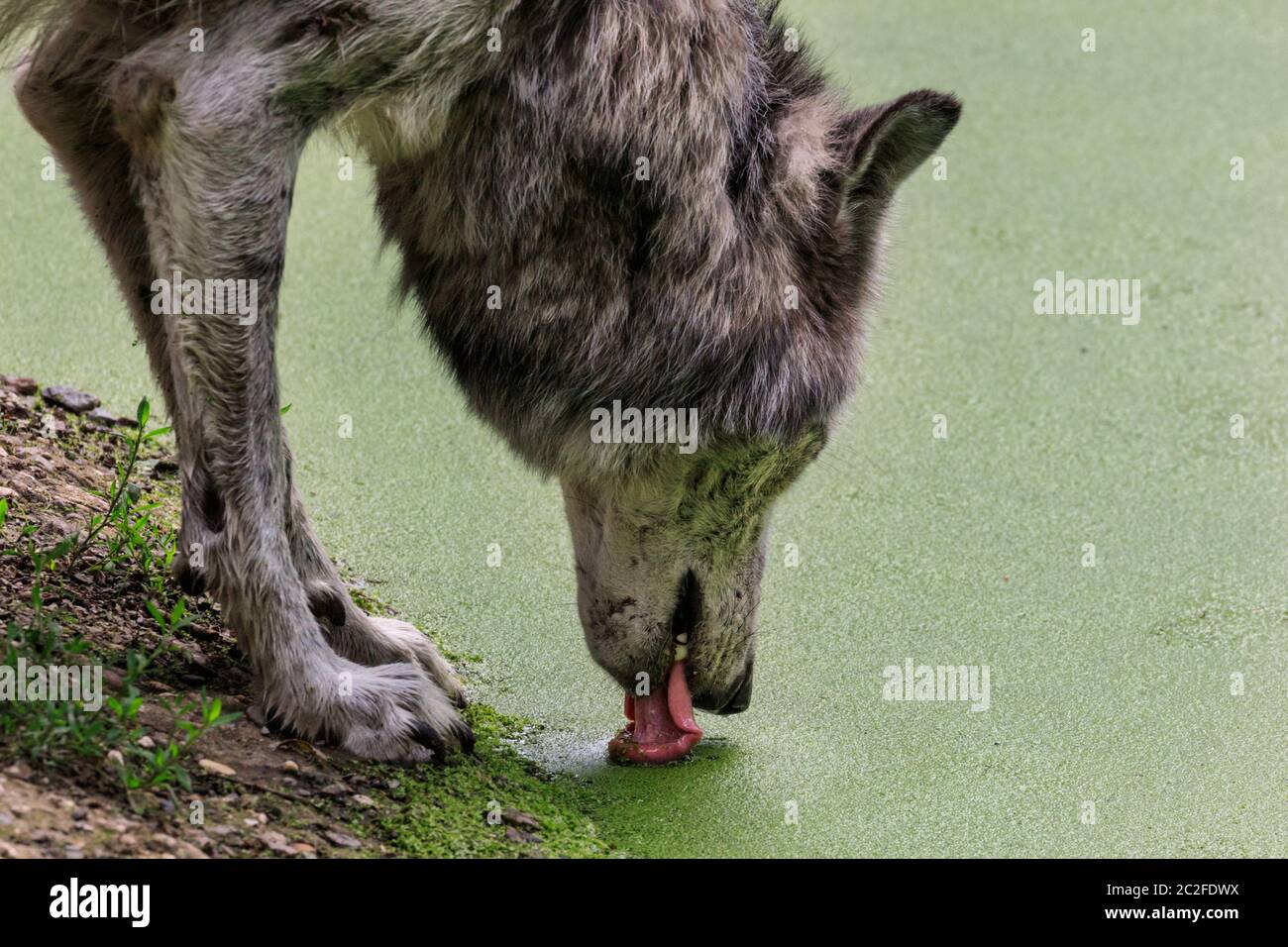 Zoom Erlebniswelt, Gelsenkirchen, Germania. 17 Giugno 2020. Un timberwolf (Canis lupus occidentalis) impatta alcune alghe rinfrescanti dalla superficie dello stagno. Gli animali si rilassano e si rinfrescano con il caldo e l'umido del Nord Reno-Westfalia oggi. Credit: Imageplotter/Alamy Live News Foto Stock