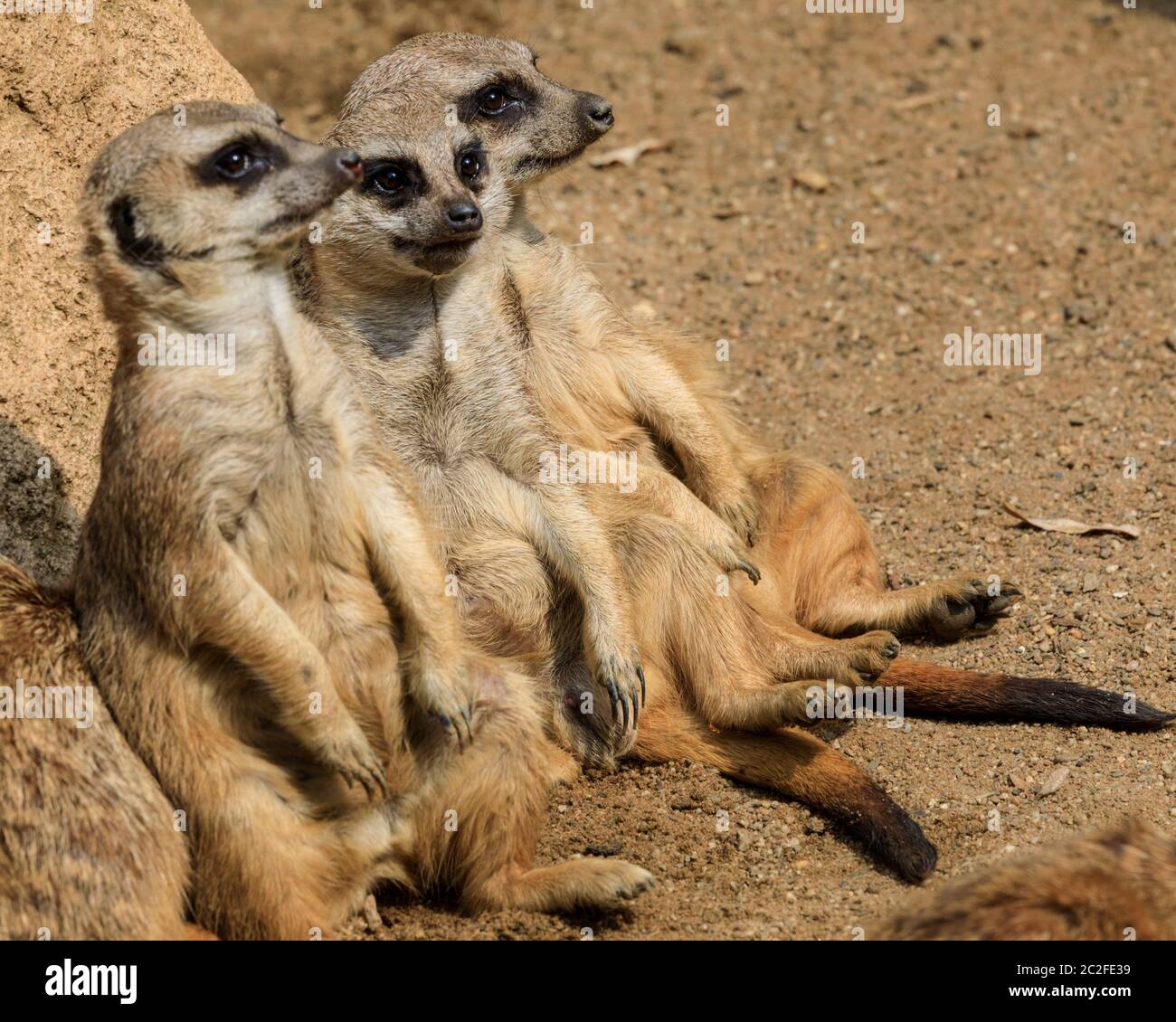 Zoom Erlebniswelt, Gelsenkirchen, Germania. 17 Giugno 2020. Tre meerkat (Suricata suricatta) si lazano intorno al sole. Gli animali si rilassano e si rinfrescano con il caldo e l'umido del Nord Reno-Westfalia oggi. Credit: Imageplotter/Alamy Live News Foto Stock