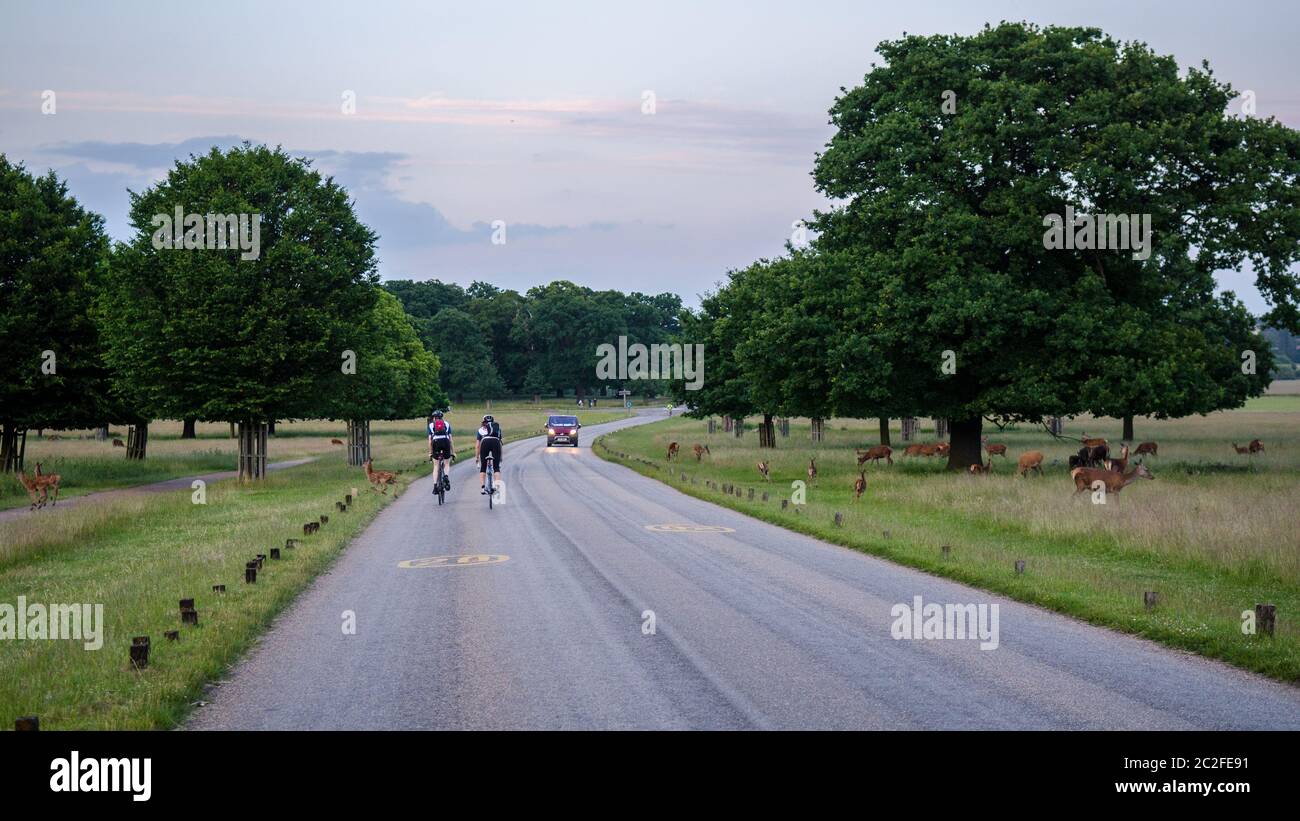 Londra, Inghilterra, Regno Unito - 1 luglio 2013: I ciclisti percorrono le strade attraverso il Richmond Park, dove un gregge di cervi pascolano, nel sud-ovest di Londra. Foto Stock