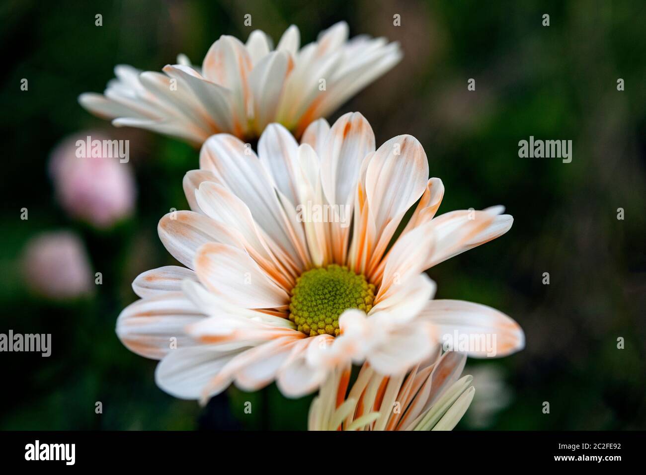 LB00184-00...WASHINGTON - Lensbaby immagine di fiori margherita. Foto Stock