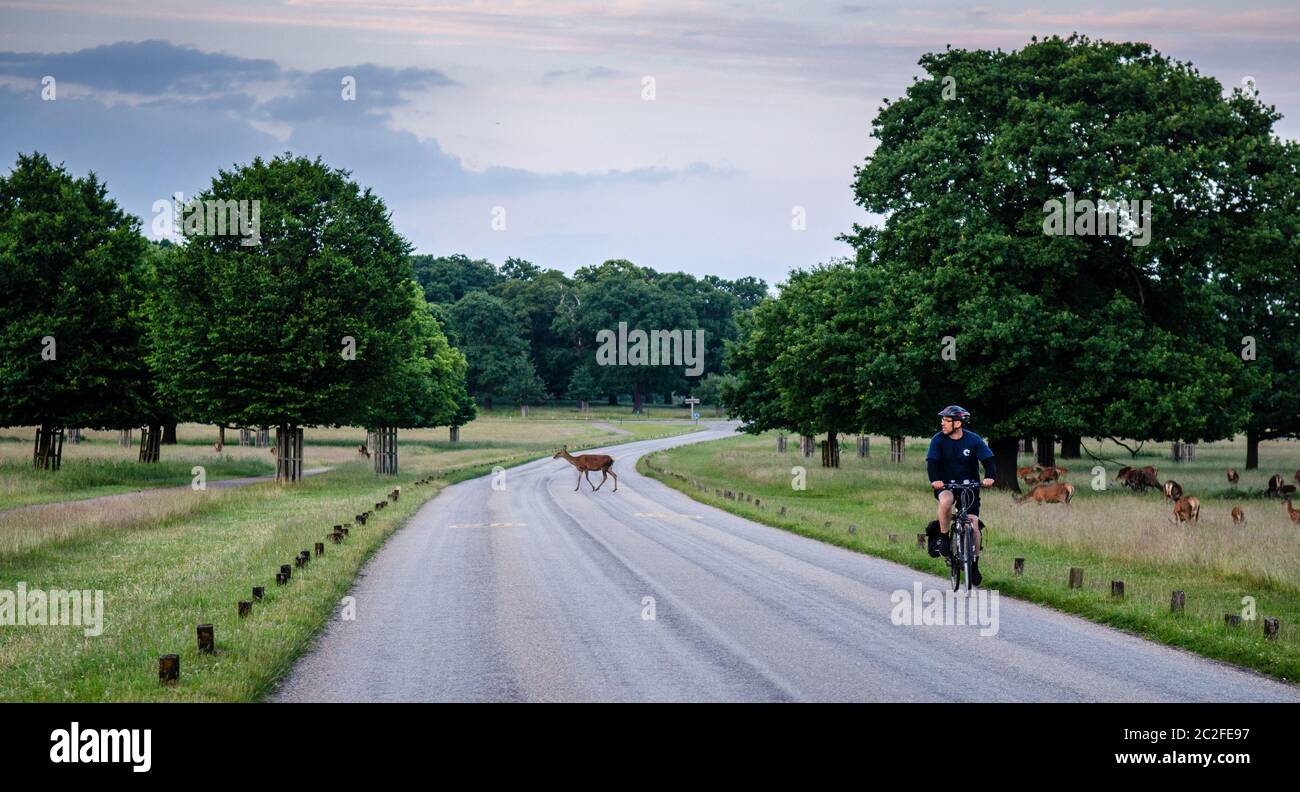 Londra, Inghilterra, Regno Unito - 1 luglio 2013: Un ciclista passa accanto a un gregge di cervi al pascolo nel Richmond Park, nel sud-ovest di Londra. Foto Stock