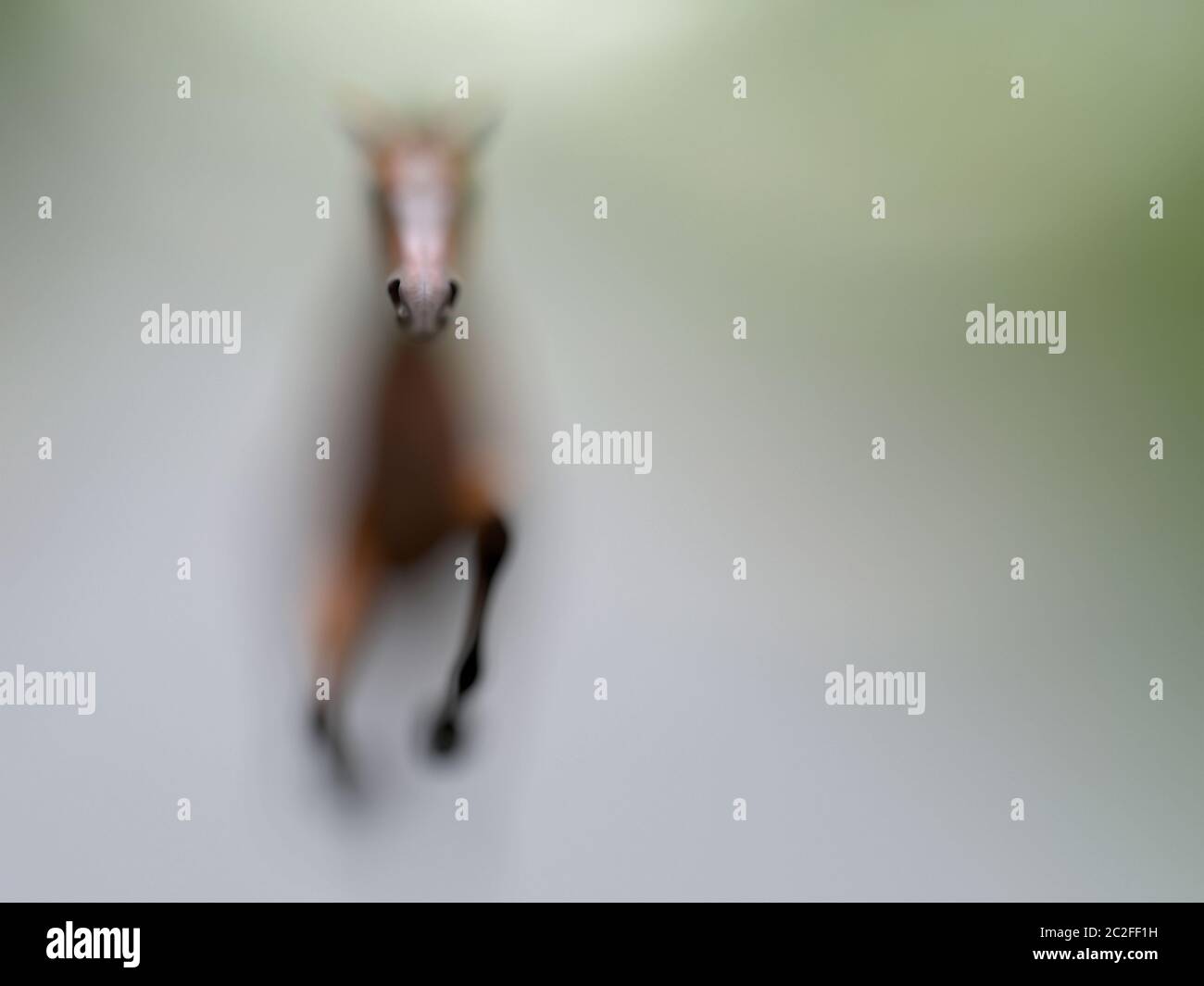 Una silhouette appena leggibile di un singolo cavallo bruno che punga con messa a fuoco in primo piano e sfondo sfocato. Illustrazione concettuale creativa con copia Foto Stock