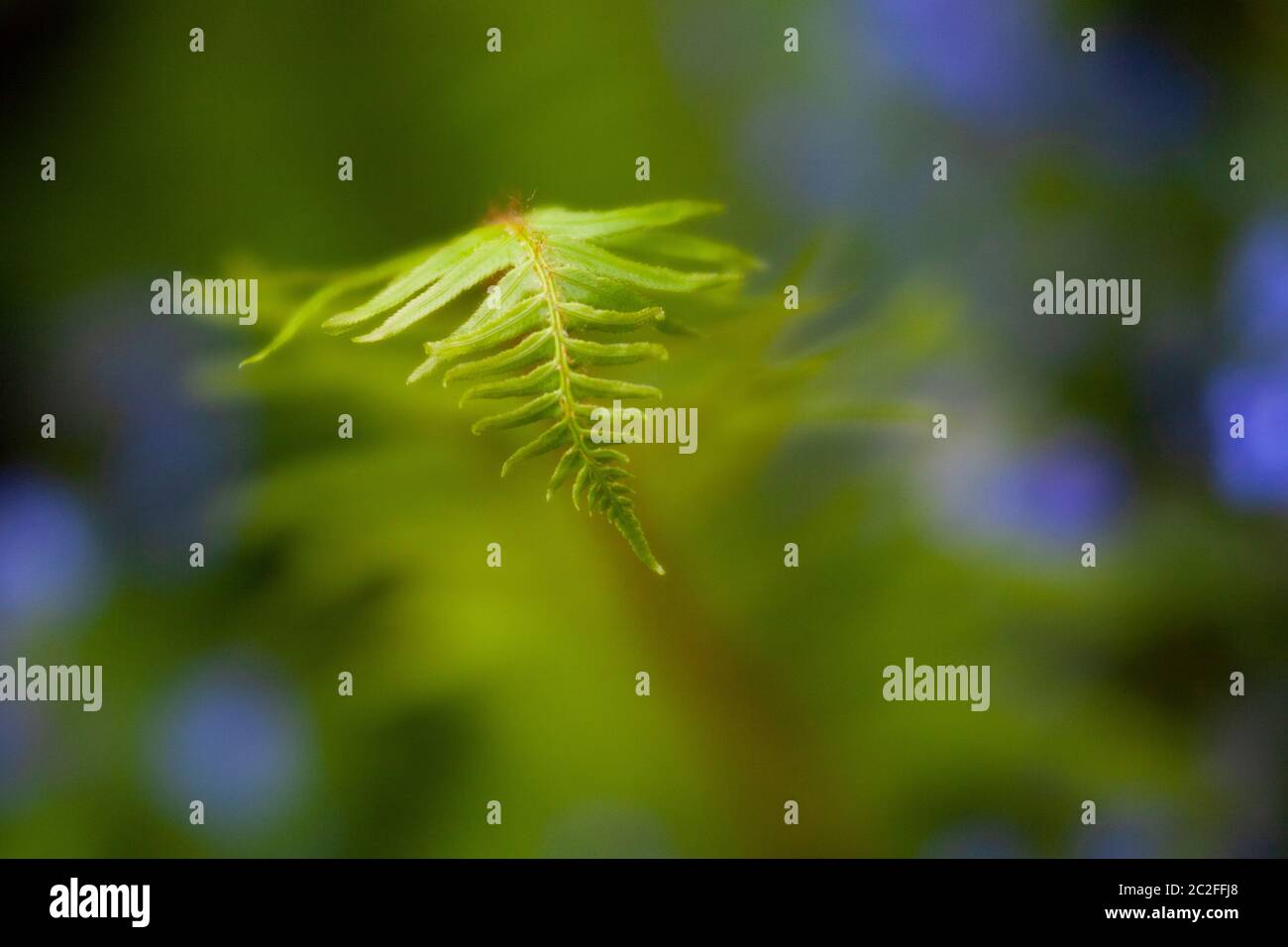 LB00215-00.....WASHINGTON - Fern in giardino urbano. Immagine Lensbaby Edge 50. Foto Stock