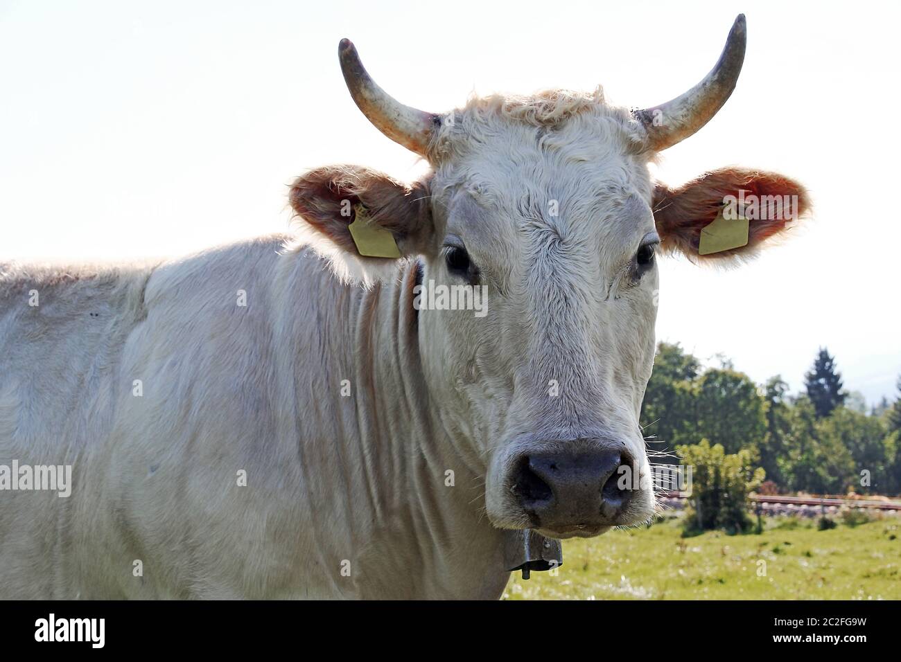 Un giovane bestiame bianco Charolais con corna e campana. Una giovane vacca bianca Foto Stock