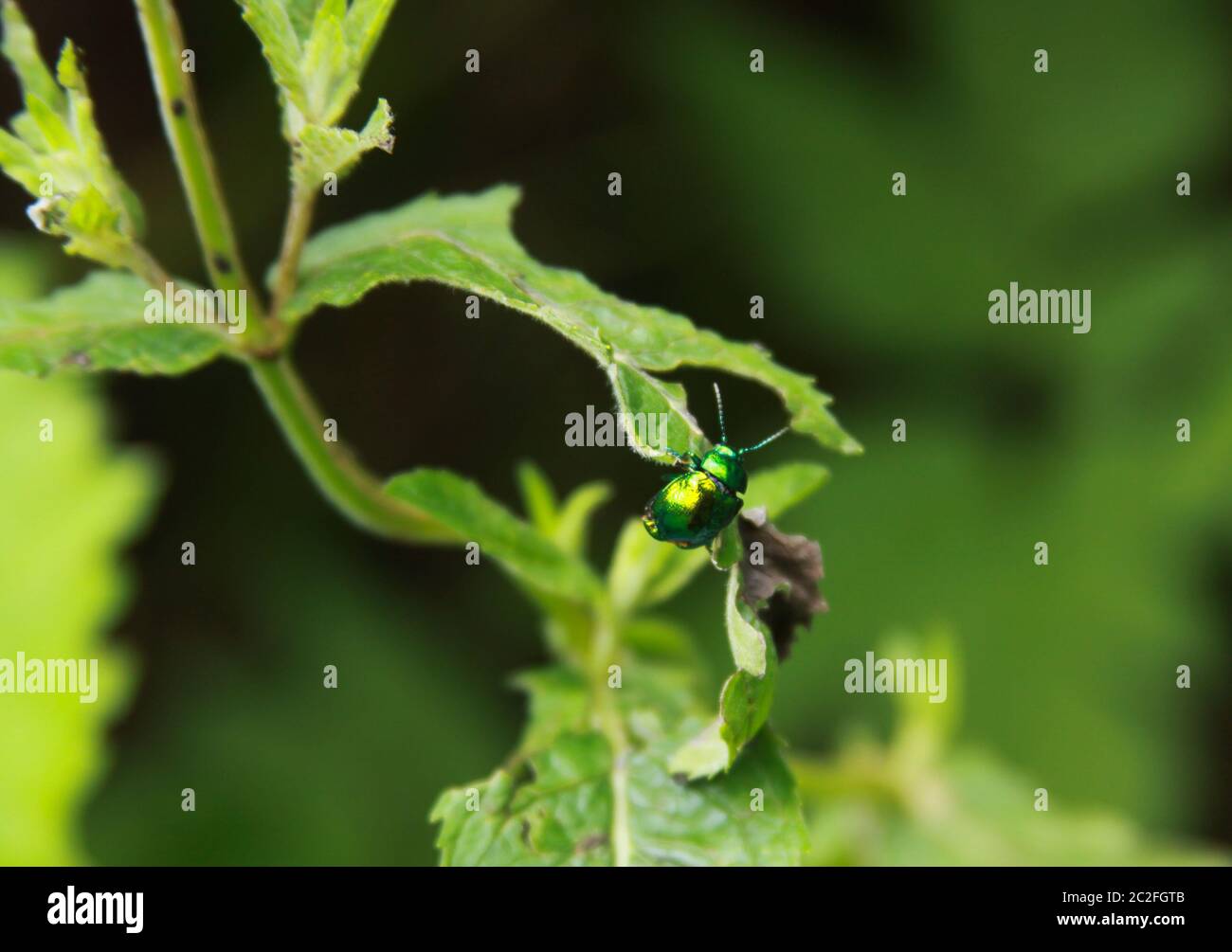 Un insetto lucido simile a una gemma su foglia verde Foto Stock