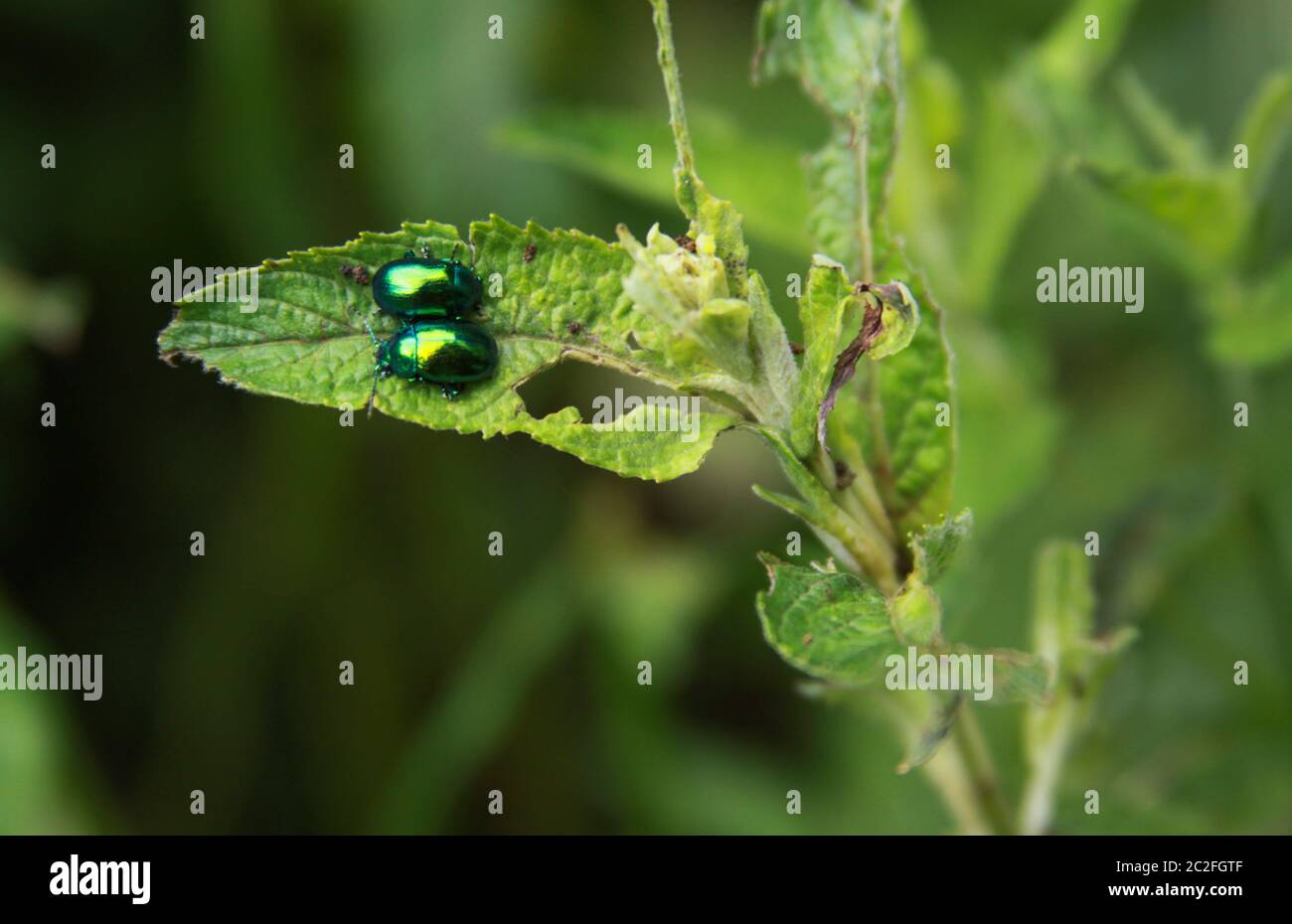Due insetti lucenti come gemme su foglia verde Foto Stock