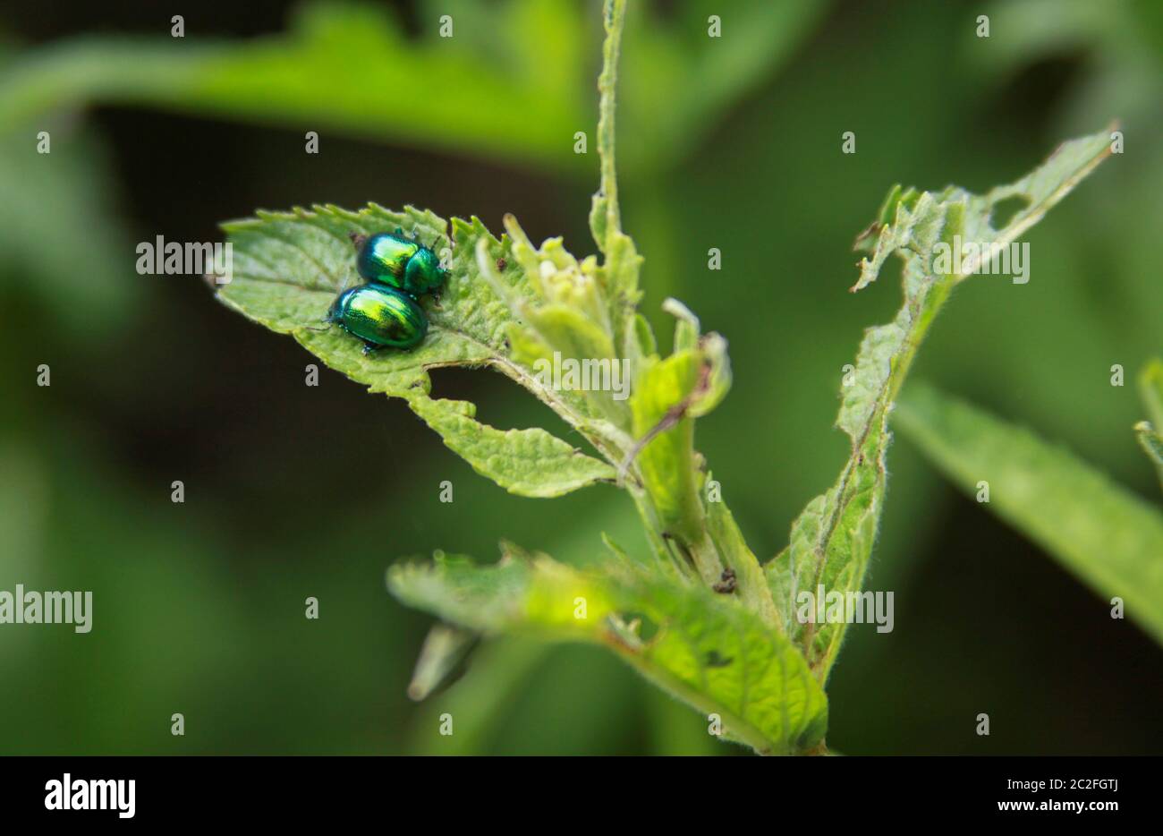 Due insetti lucenti come gemme su foglia verde Foto Stock