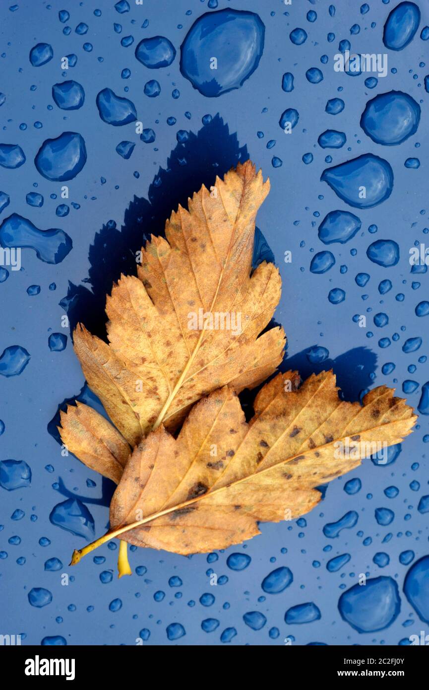 foglie autunnali sul cofano auto coperto da caduta di pioggia Foto Stock