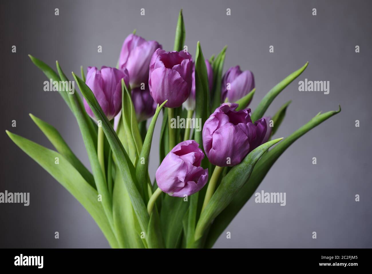 Bouquet di tulipani viola su uno sfondo neutro Foto Stock
