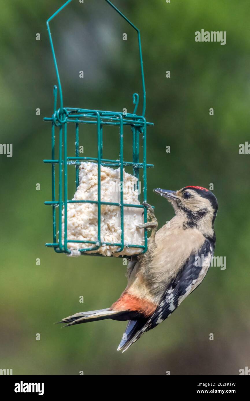 Giovane grande picchio macchiato, Dendrocopos maggiore, mangiare grasso da un alimentatore di uccelli da giardino. Foto Stock