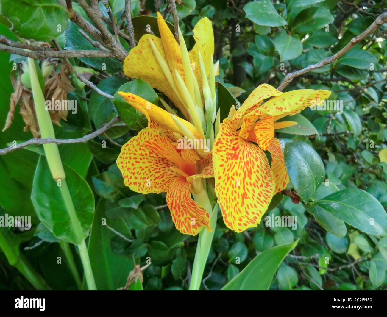 Il giallo indica Canna macchiato di fiori in un giardino cileno Foto Stock