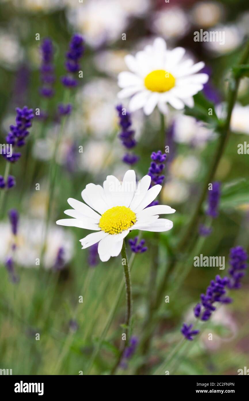 Leucanthemum vulgare e Lavandula angustifolia. Oxeye margherite e lavanda in giardino. Foto Stock