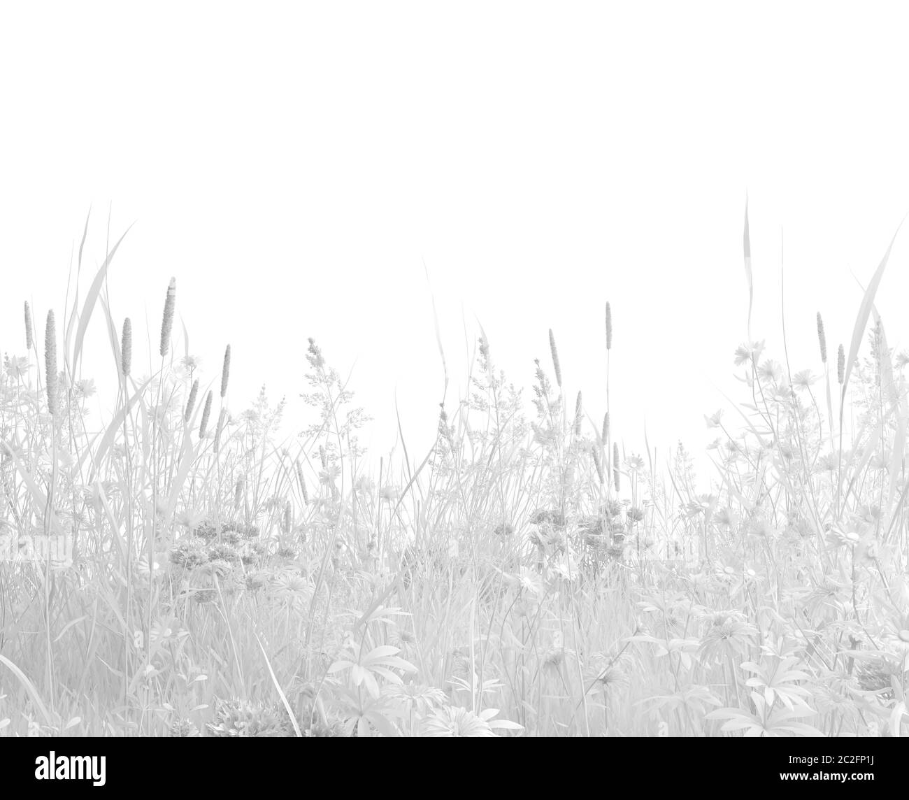 Erba selvatica incolore e fiori selvatici su sfondo bianco. Raccolta di erbe in bianco monocromatico. Immagine con spazio per la copia. Rendering 3D Foto Stock