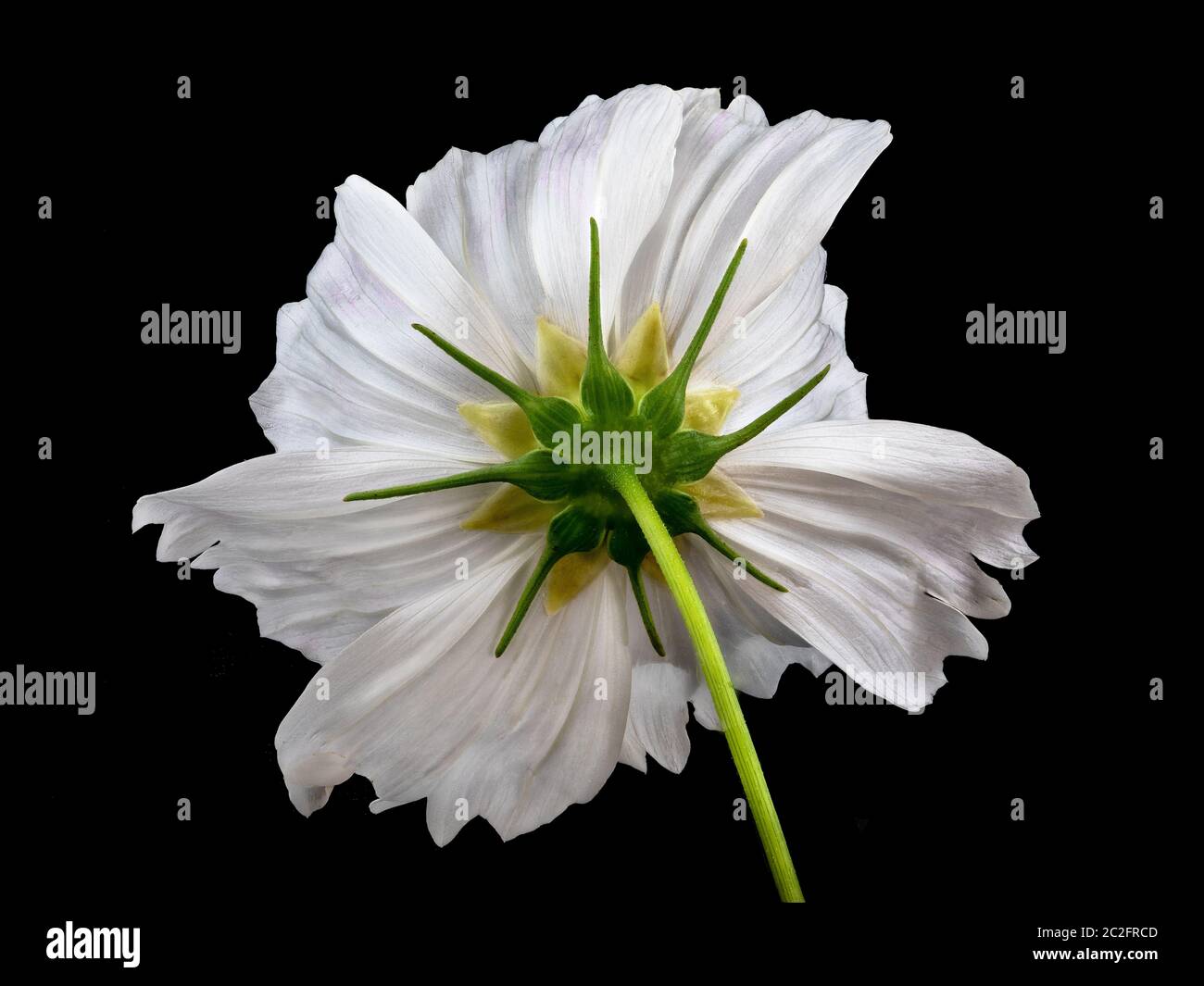 Mettere a fuoco l'immagine macro impilata della vista posteriore di un fiore di cosmo bianco Foto Stock