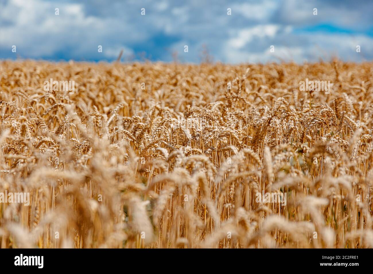 Sfondo naturale di campo di grano dorato con cielo blu. Sfondo e sfondo texture. Concetto di simboli ucraini. Foto Stock