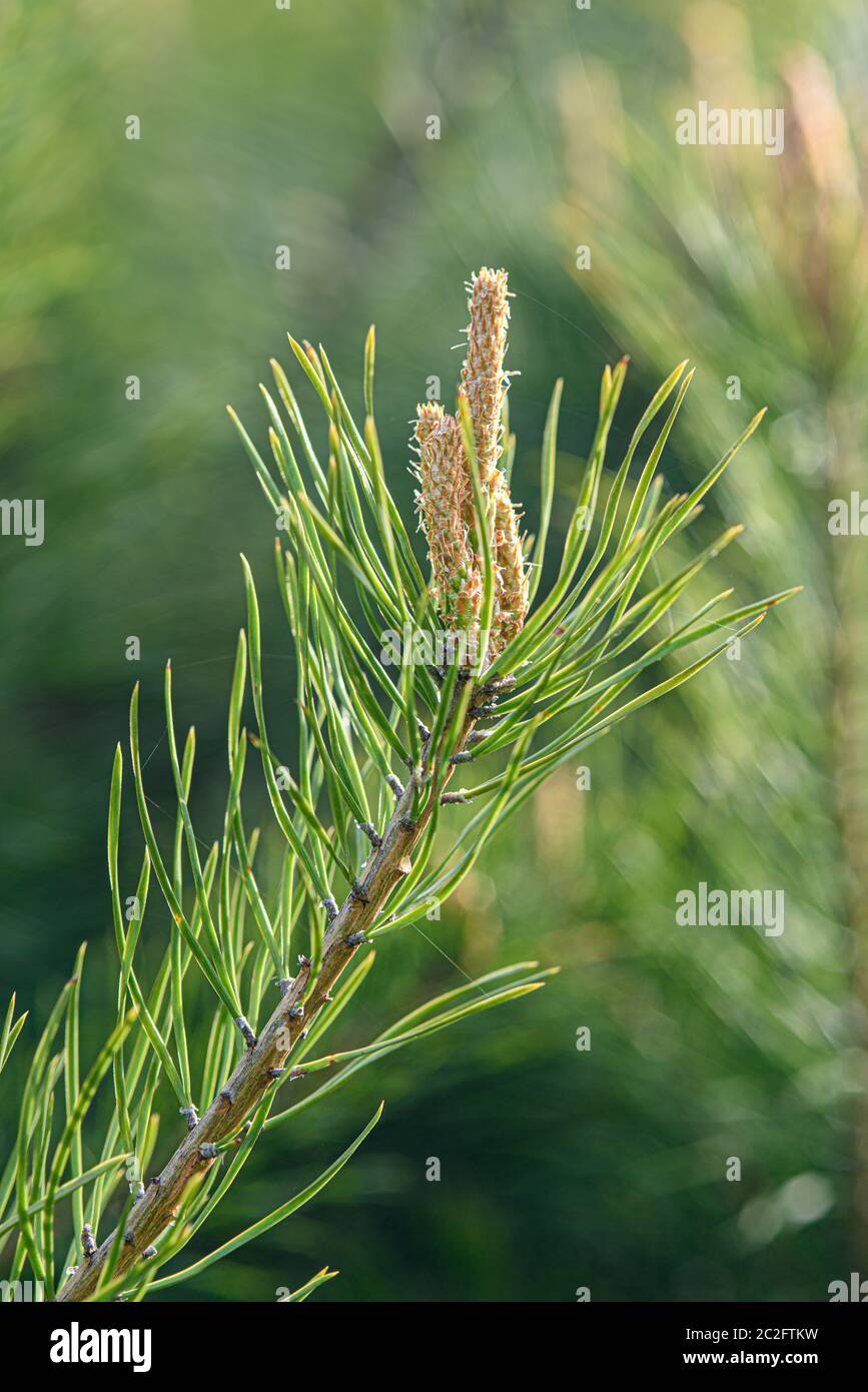 Giovane cono di pino su un primo piano ramo in primavera Foto Stock