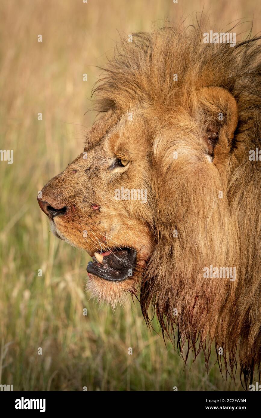 Close-up del volto insanguinato del leone maschio Foto Stock