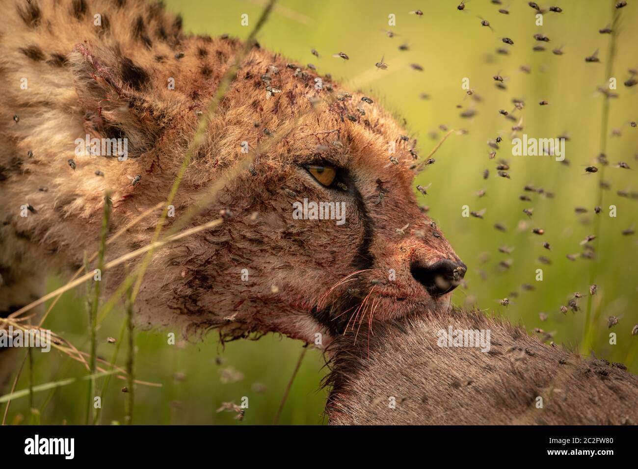 Close-up di ghepardo mangiare circondato da mosche Foto Stock