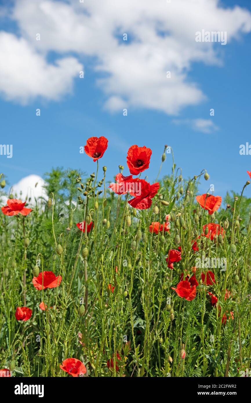 Papavero di mais rosso, rhoeas di papaver, contro un cielo blu Foto Stock