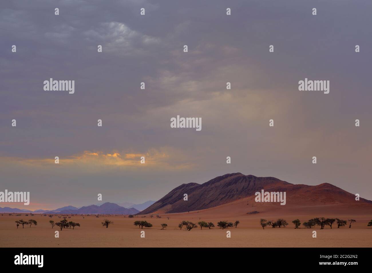 Linea di alberi di cammello spine nel deserto Foto Stock