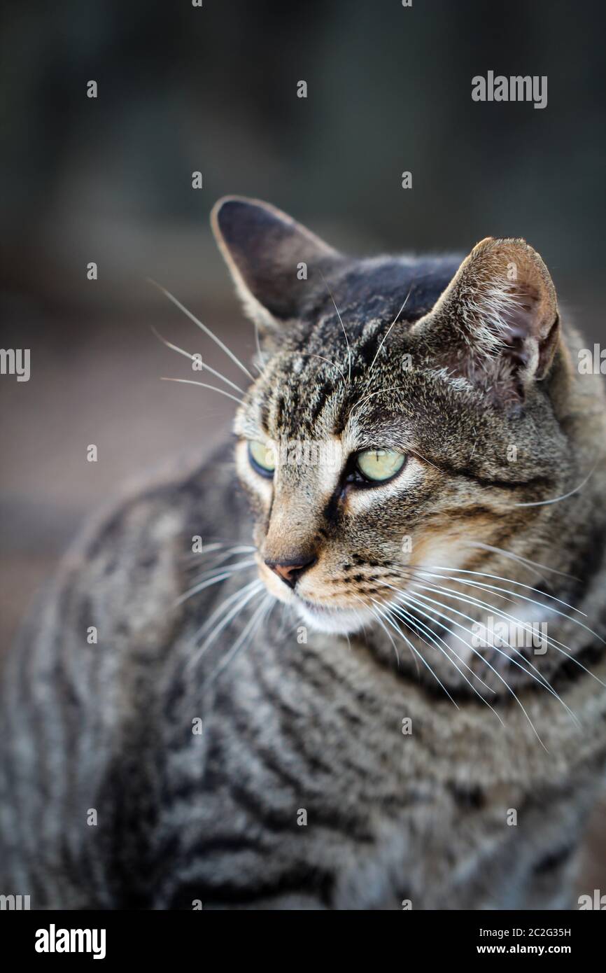 Ritratto di un gatto pigro ma anche vigile Foto Stock