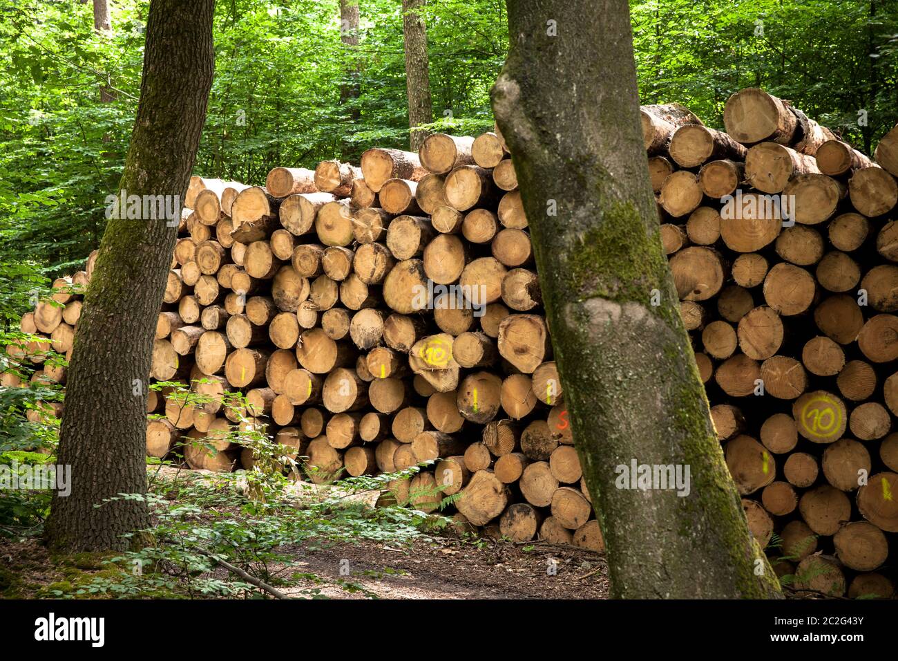 Alberi in legno, tronchi d'albero, in una foresta vicino a Haltern nel distretto di Recklinghausen, Renania Settentrionale-Vestfalia, Germania. Gefaellte Baeume, Baumstaemme, i Foto Stock