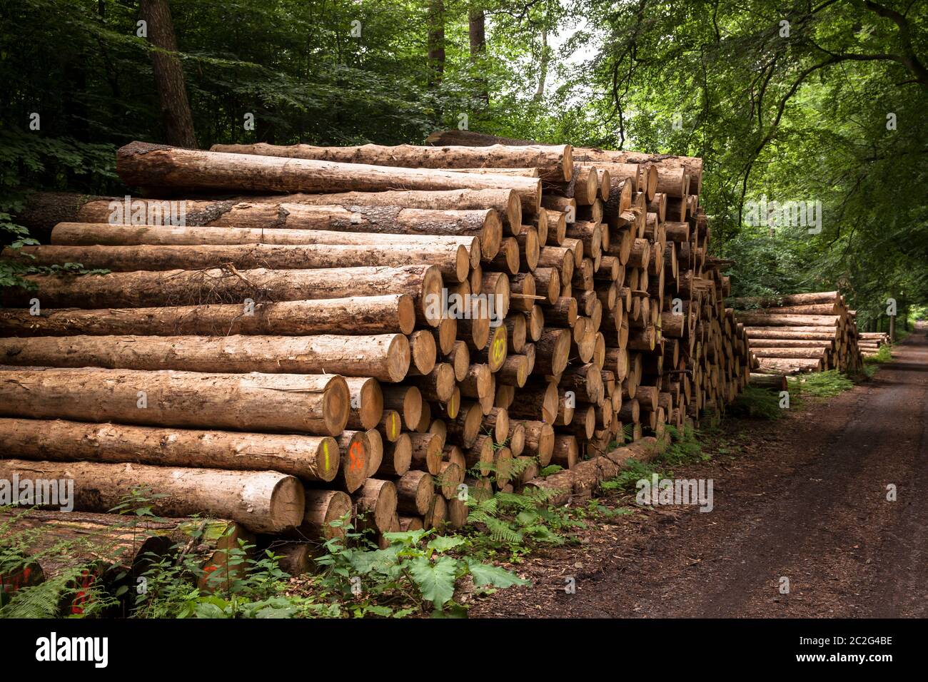 Alberi in legno, tronchi d'albero, in una foresta vicino a Haltern nel distretto di Recklinghausen, Renania Settentrionale-Vestfalia, Germania. Gefaellte Baeume, Baumstaemme, i Foto Stock