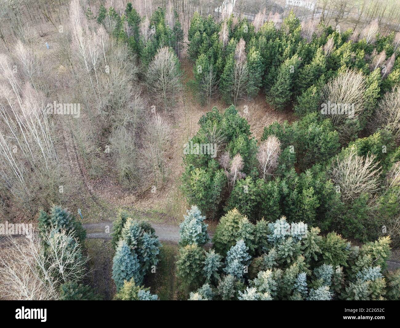 una foresta, alberi visti dall'aria Foto Stock