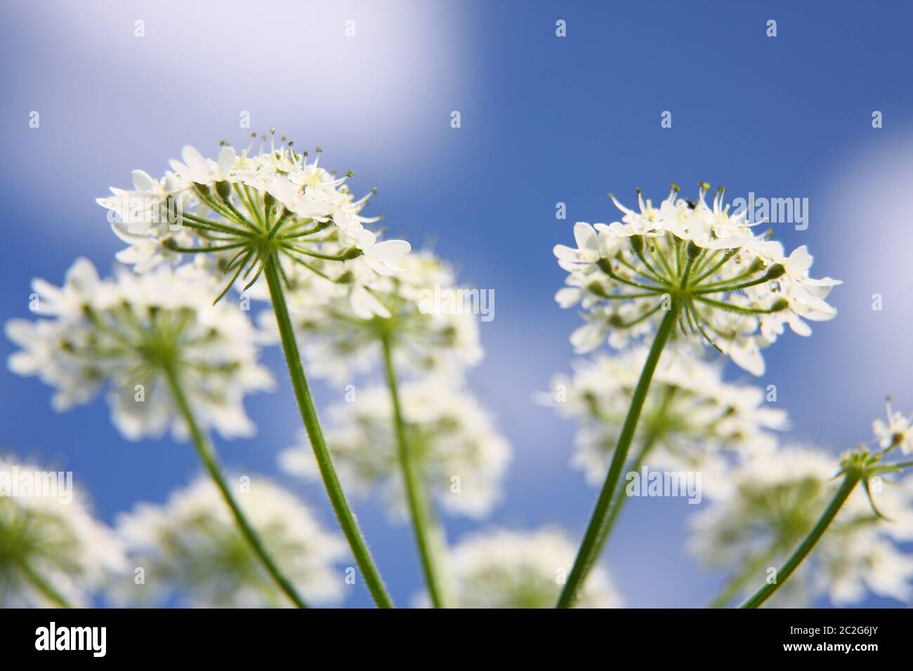 Bella Apiaceae fiore all'aperto Foto Stock