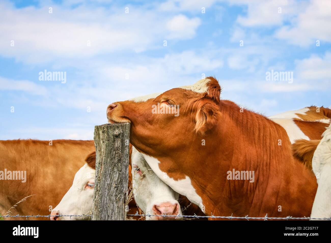 mucca appoggia la testa su un palo Foto Stock