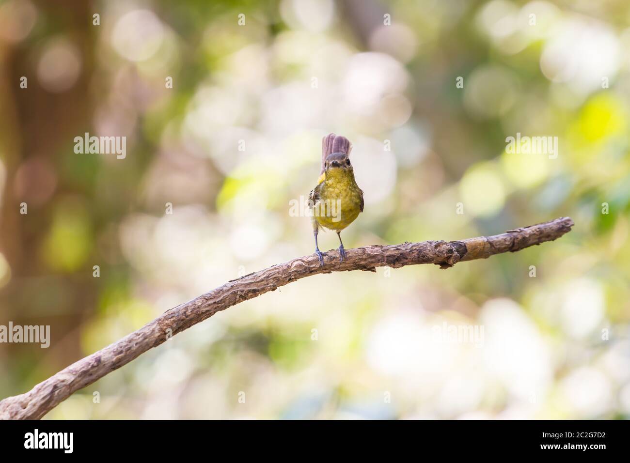 Femmina giallo-rumped flycatcher (Ficedula zanthopygia) nella natura della Thailandia Foto Stock