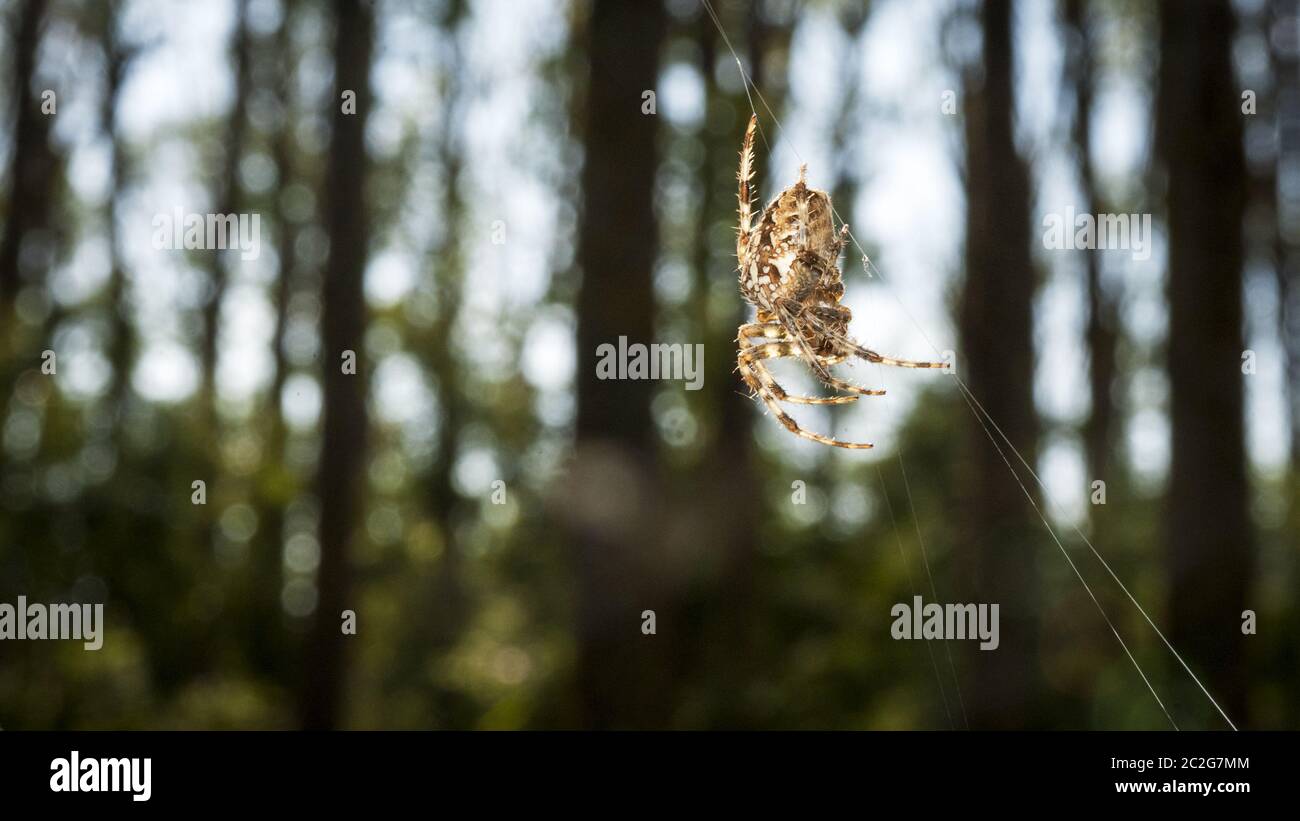 Croce ragno in er web nel Forrest Foto Stock