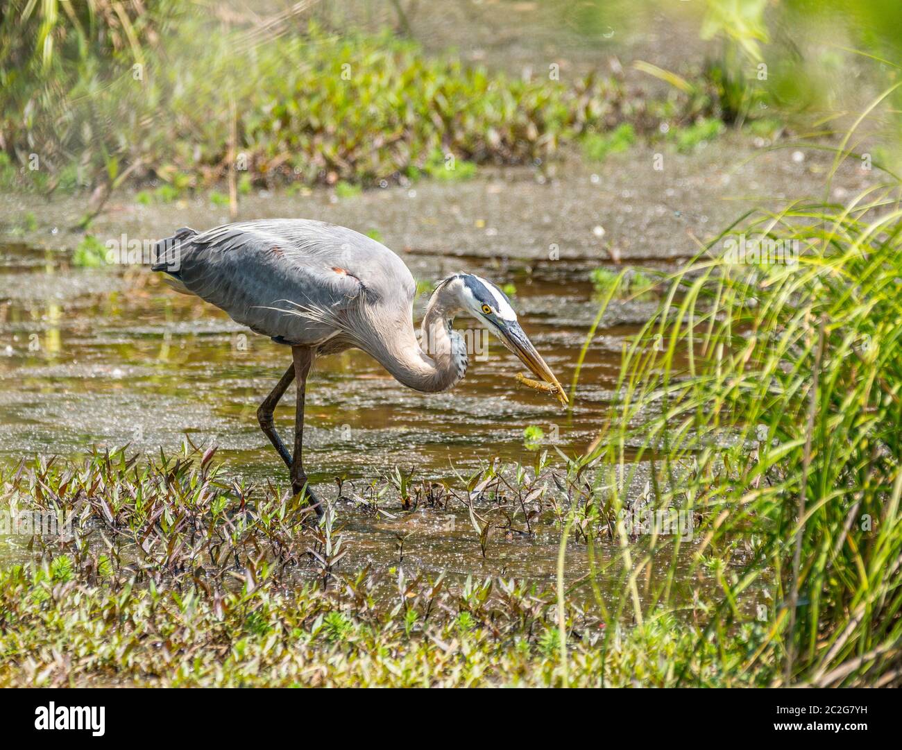 Airone blu cattura un gamberi nelle brughiere delle zone umide con piante acquatiche che circondano in una giornata di sole luminoso in primavera Foto Stock