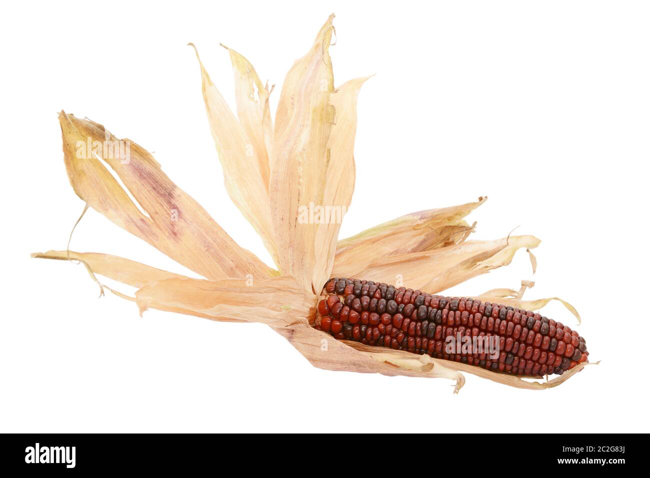 Essiccata la lolla di cartaceo ventaglio intorno a un decorativo rosso profondo Fiesta granturco dolce, su sfondo bianco Foto Stock