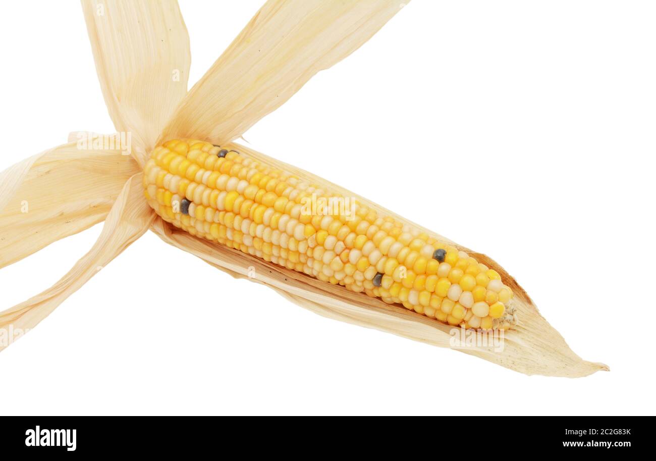 Lungo il granturco dolce ornamentali pannocchia con giallo, bianco e nero niblets, circondato da pallido bucce essiccate Foto Stock