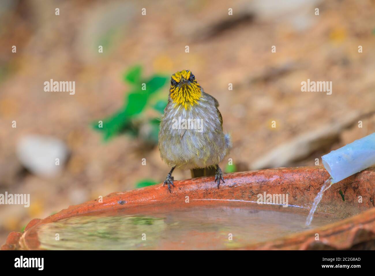 Stripe-throated Bulbul Bird, riproduzione di acqua in estate nei giorni caldi Foto Stock